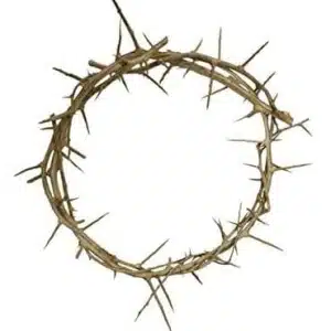 Passion of Christ 12″ Authentic Real Fresh Jesus Crown of Thorns from The Holy Land