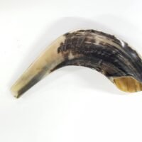 Traditional Ram’s Horn Shofar from Israel