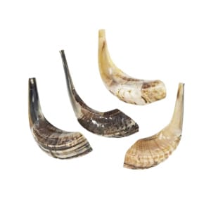 Traditional Ram’s Horn Shofar from Israel