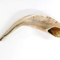 Traditional Ram’s Horn Shofar from Israel