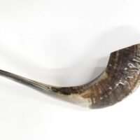 Traditional Ram’s Horn Shofar from Israel