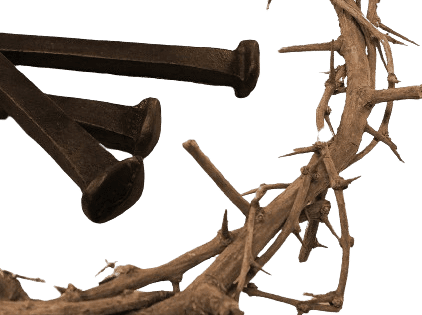 Passion of Christ 8″ Authentic Real Fresh Jesus Crown of Thorns from The Holy Land
