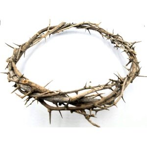 Passion of Christ 8″ Authentic Real Fresh Jesus Crown of Thorns from The Holy Land